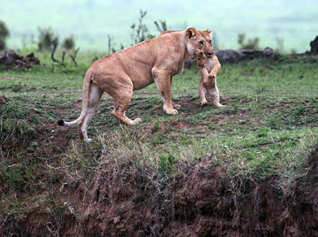 lioness saves cub from death