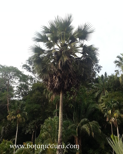 Borassus flabellifer, Sea Apple, Sea Coconut, Palmyra Palm, Toddy Palm, Sugar Palm, Cambodian Palm tree