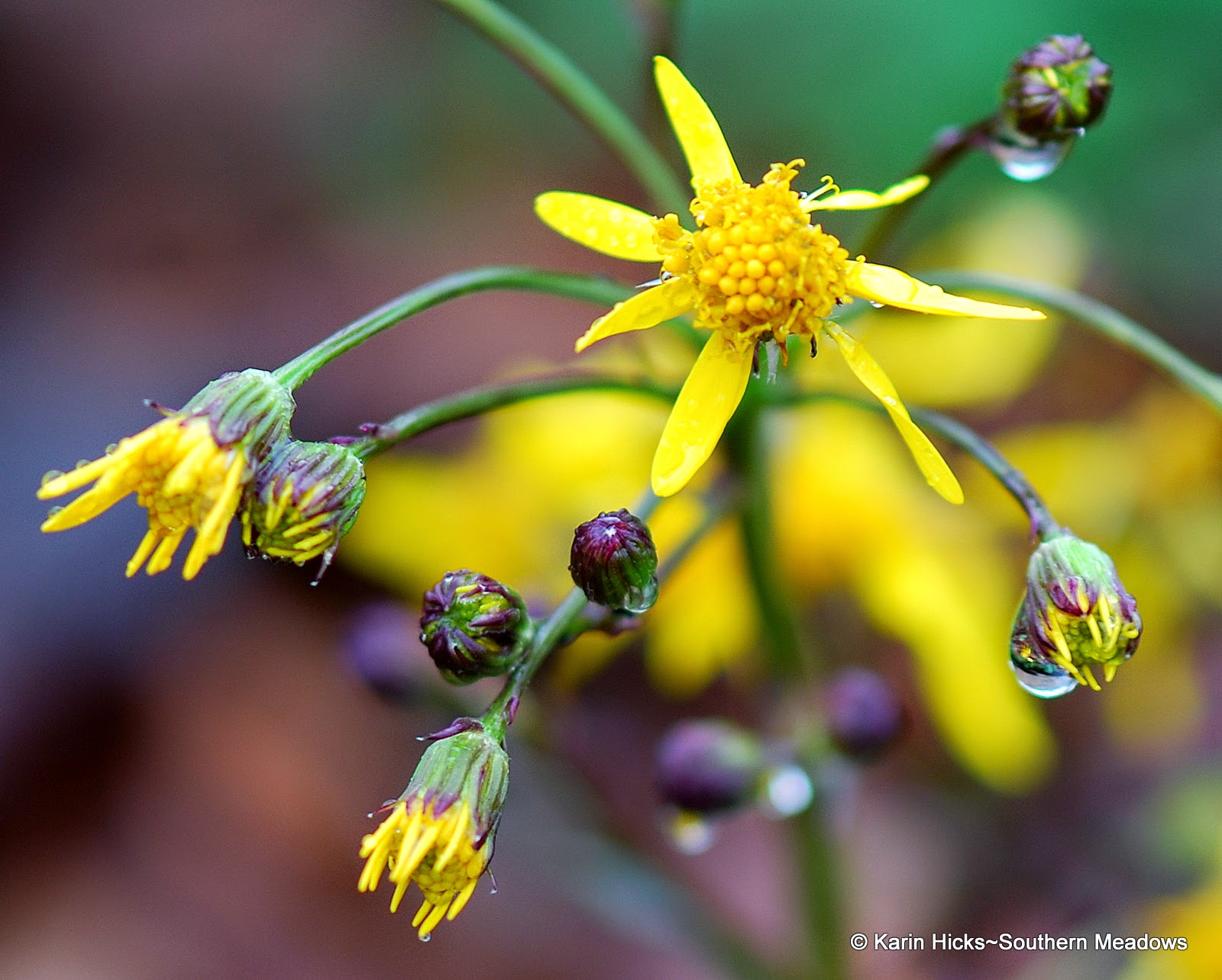 Southern Meadows Golden ragwort