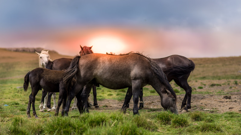 Horses 2 in Romania