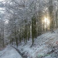 Laufen im Winter Wald im Winter beim Laufen