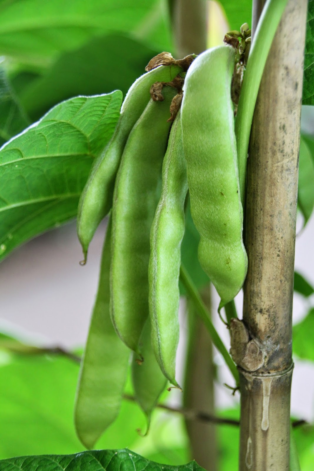 Trees and Plants Yam Bean/Sengkuang (Jicama)