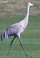 Crane bird 