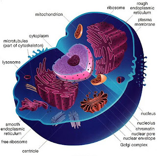 struktur sel hewan dan tumbuhan