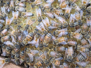 Sarang Lebah Masih Kosong