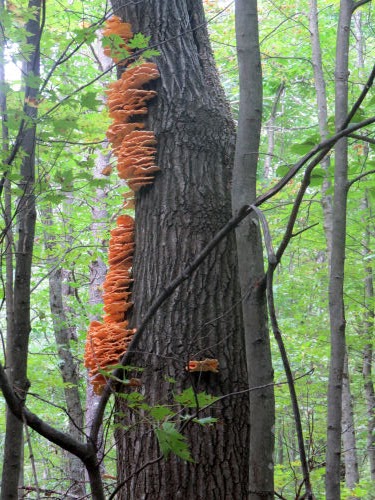 Chicken mushroom