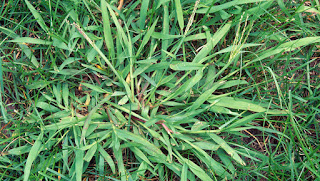How to Overseed for Crabgrass Control