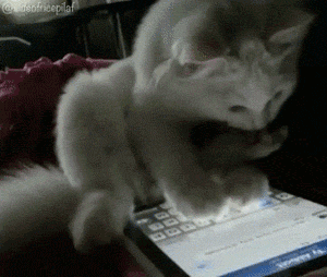 Funny cats - part 330, adorable cat picture, kitten gif, cute kitten