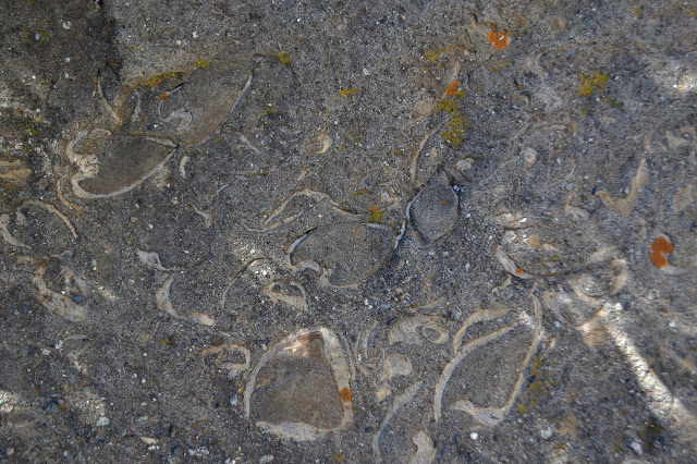 embedded clams