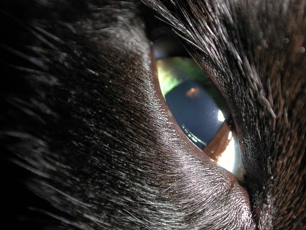 The Nictitating Membrane The Third Eyelid The Ark In Space