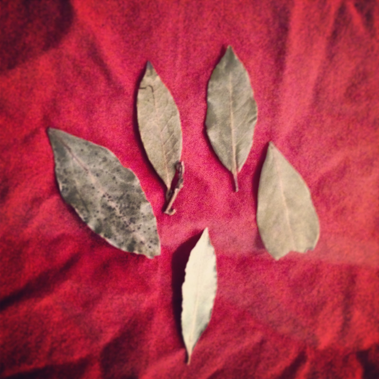 NEW ENGLAND FOLKLORE Witches and Bay Leaves A Witch Story from Hampton