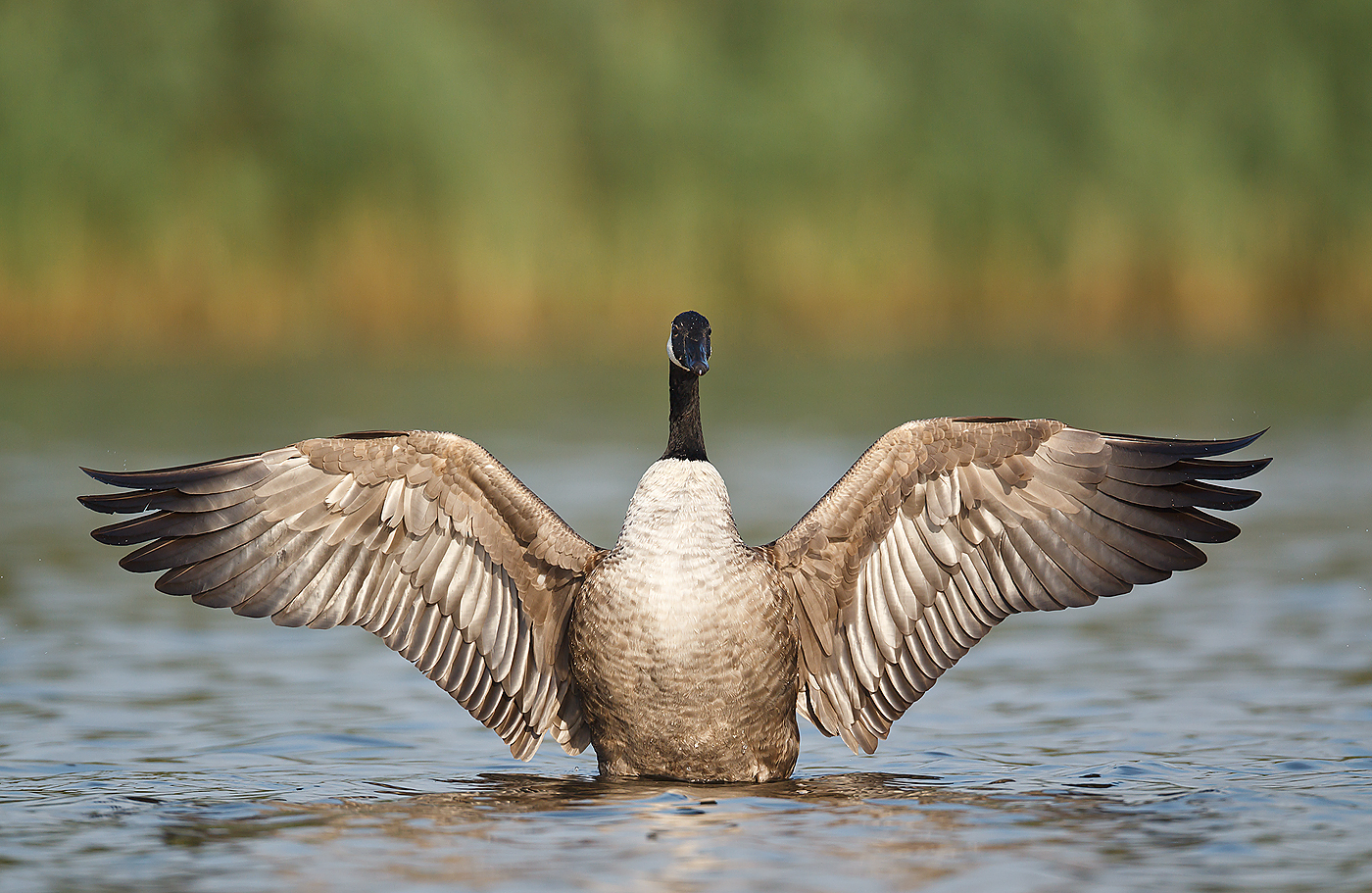 The Canada Goose A Wild Bird The Wildlife