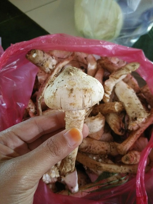 Seronoknya balik kampung Seronoknya balik kampung