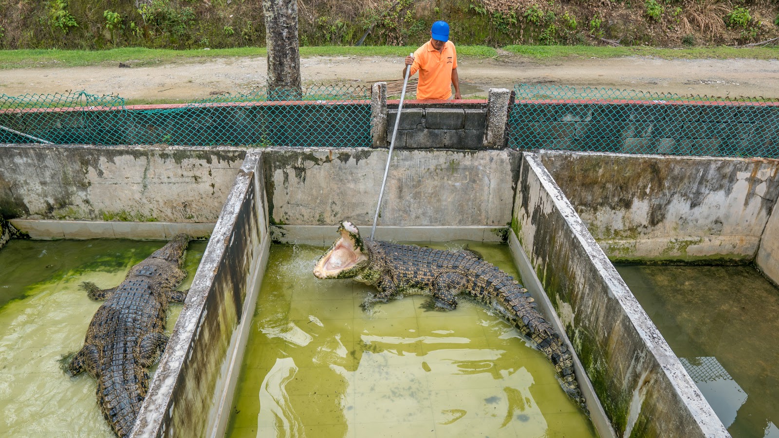 Teluk Sengat Crocodile Farm, Ayer Tawar