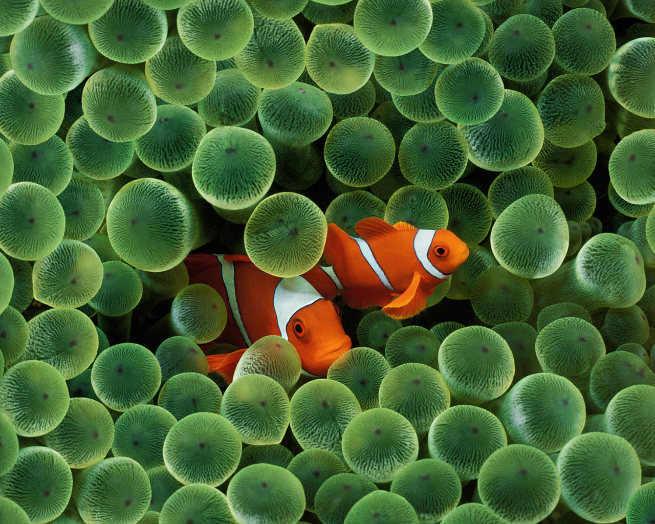 Animals of the world: Amphiprioninae (Nemo) 2/2