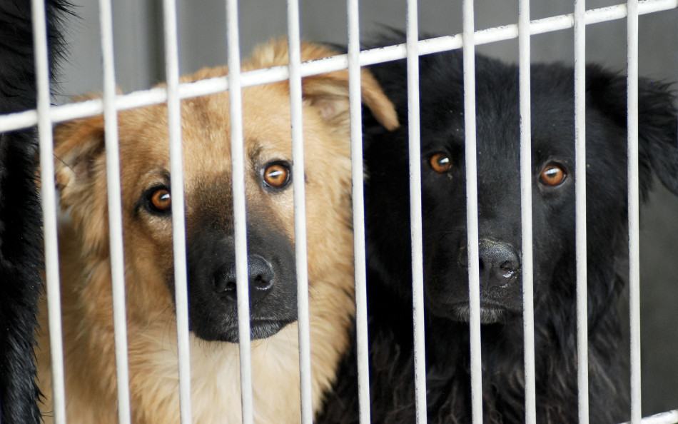 Dois cães no canil