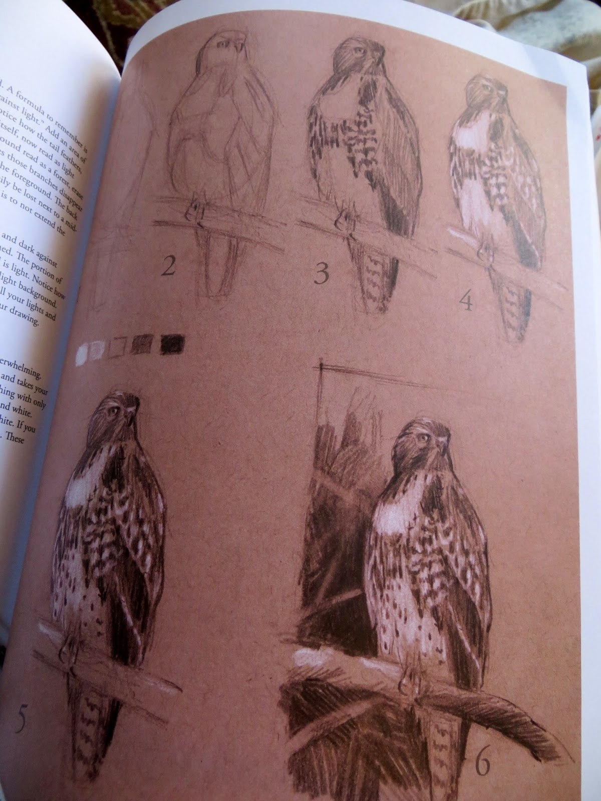 Artists' Journal John Muir Laws' Laws Guide to Nature Drawing