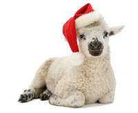 Xmas lamb at Steeple Leaze Farm Christmas Fair