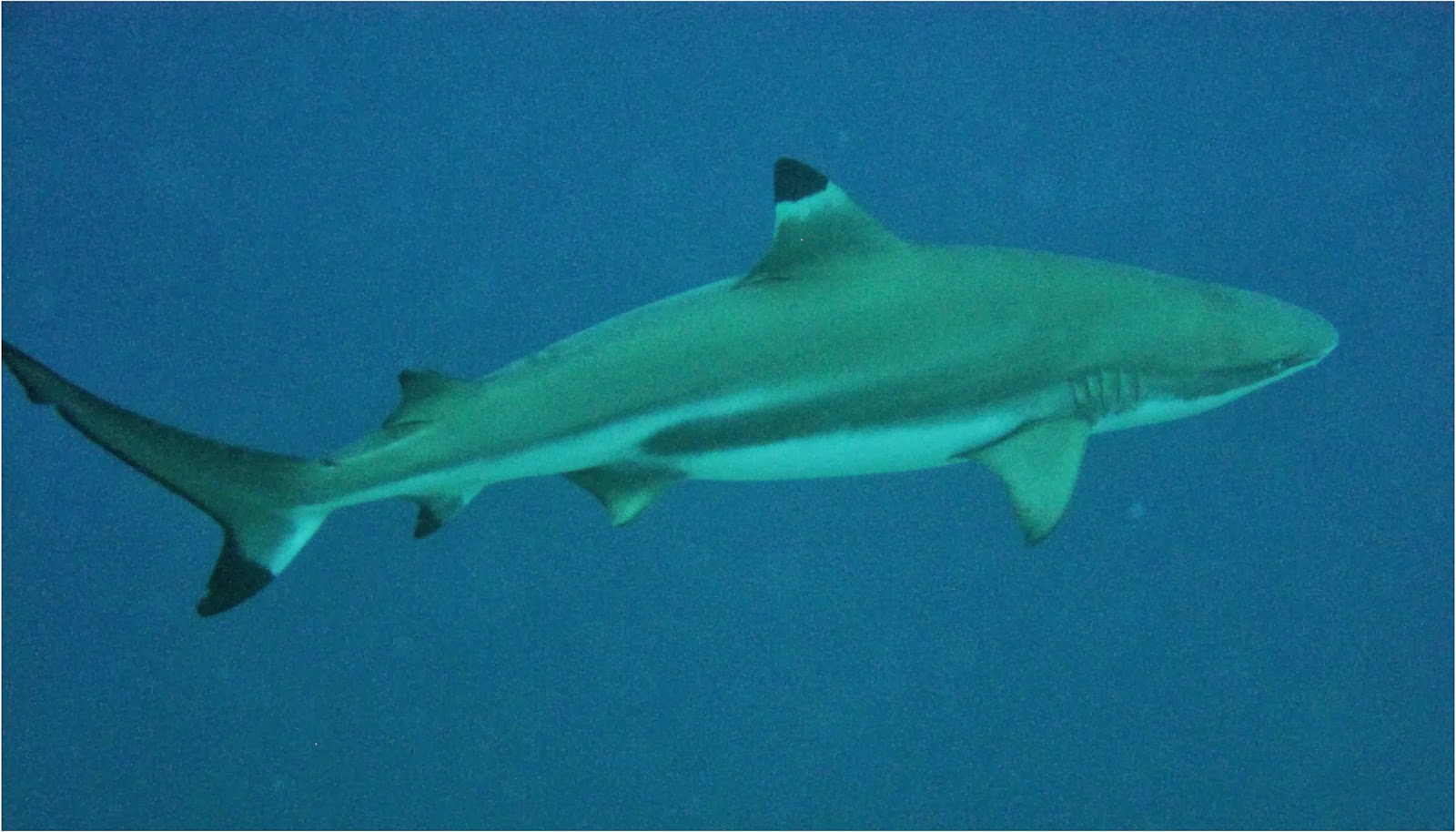 BillsDiving: Black Tipped Reef Shark