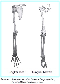 Skeleton Apendikuler