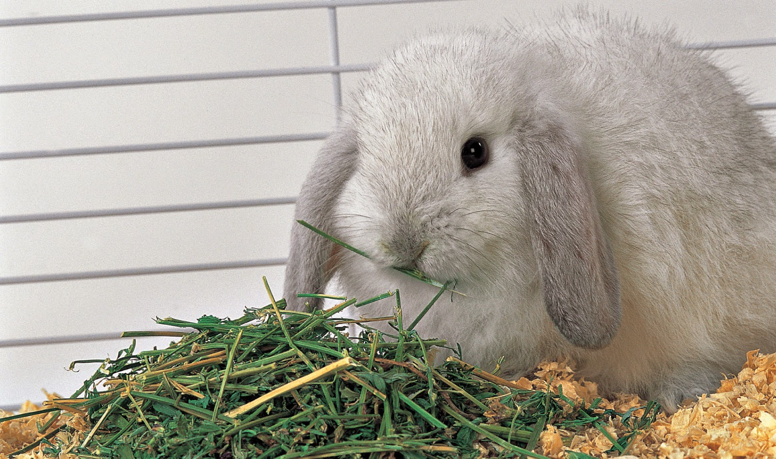 Можно давать кроликам капусту. Вислоухий кролик декоративный. Питание кроликов. Кормовой кролик. Сено для кроликов.