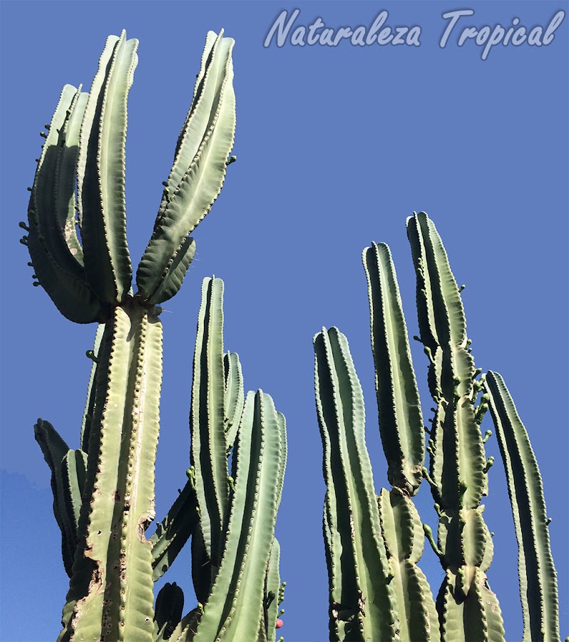Cereus hexagonus, un cactus ideal para jardines exteriores espaciosos