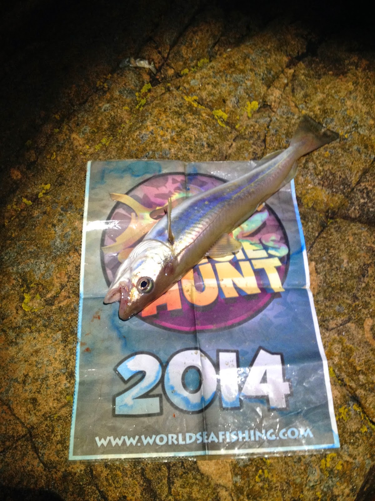 Fishing Jersey Channel Islands WSF Species Hunt Shore 2014