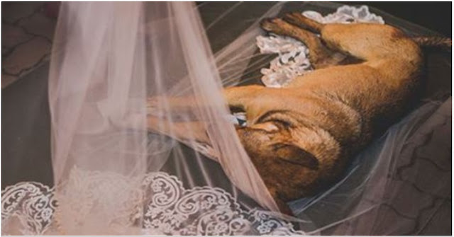 Cachorro invade casamento e deita no véu da noiva, que tem reação fofa