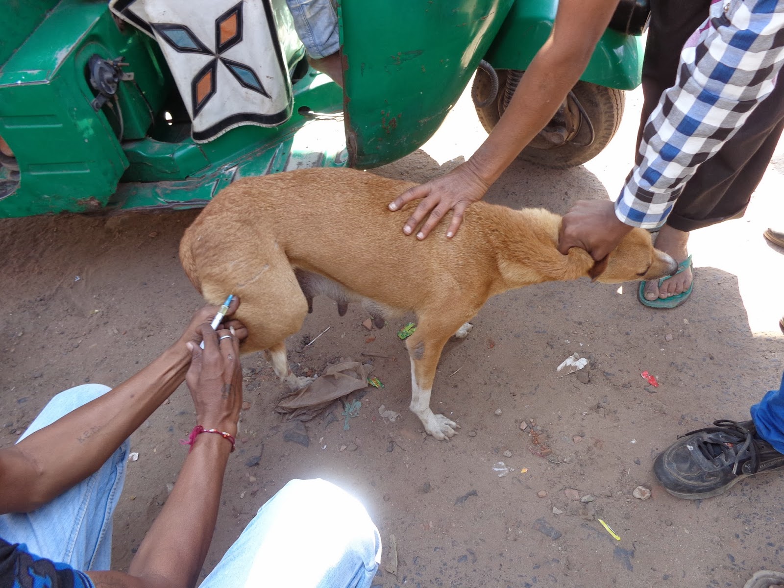 ASHA animals street dogs treatment on spot