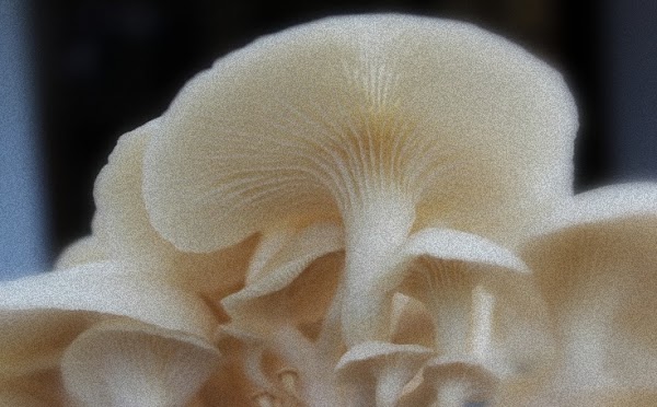 Peran dan Manfaat Jamur/Fungi Bagi Kehidupan Manusia Peran dan Manfaat Jamur/Fungi Bagi Kehidupan Manusia