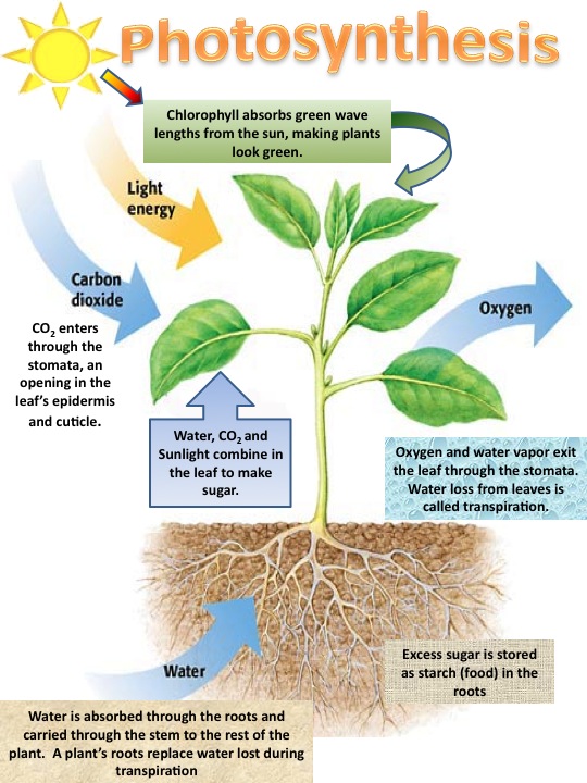 30+ Chemical Equation For Photosynthesis Reactants And Products at Demax3