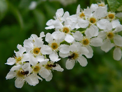 slow life, blog slow life, blog