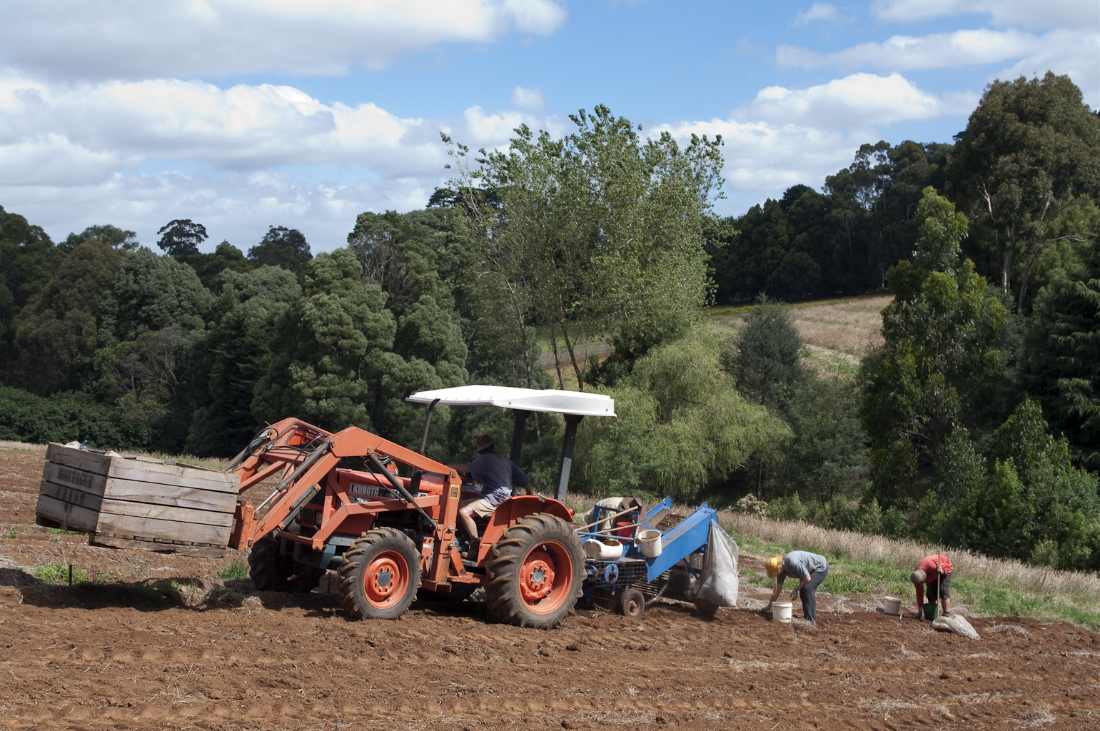 A daffodil farmers year. Digging the daffodil bulbs