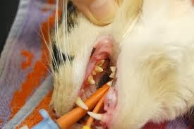 Cat Dental Care