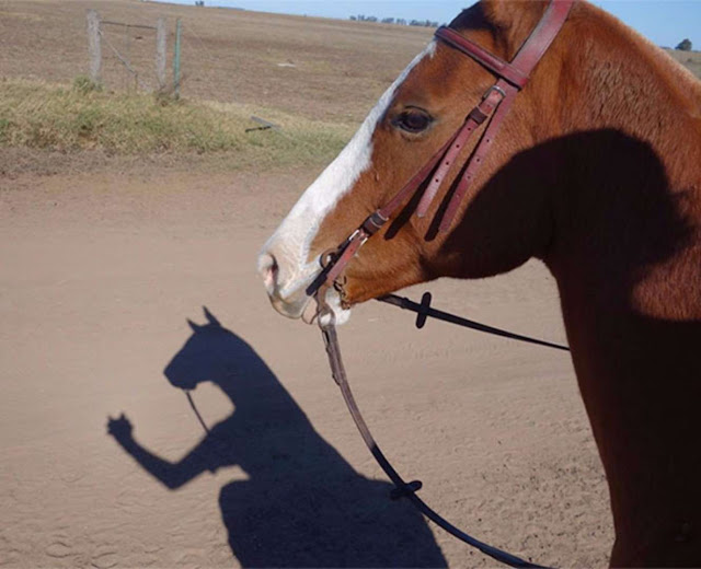 21 imagens surpreendentes de sombras Elfandarilha