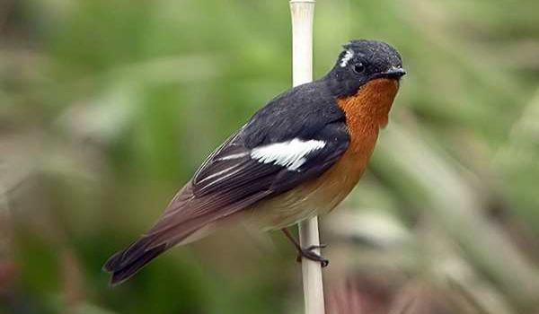 perawatan burung tledekan mabung
