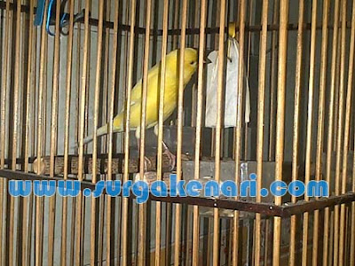 Kenari Afs Rasa F1ys Siap Lomba Kuning 8 Bulan Gacor Surga