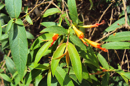 Manfaat Dan Khaisat Bunga Sidowayah (Woodfordia Floribunda Salisb)