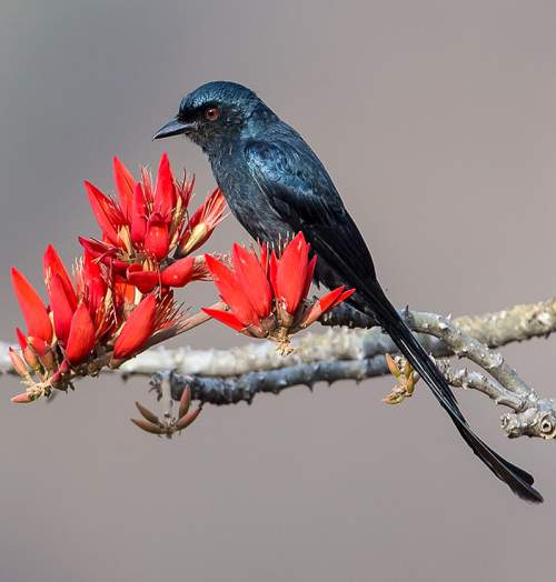 Birds of India - Image of Ashy drongo - Dicrurus leucophaeus