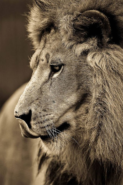 Animals, Sepia Portraits of Big Cats Animals, Sepia Portraits of Big Cats
