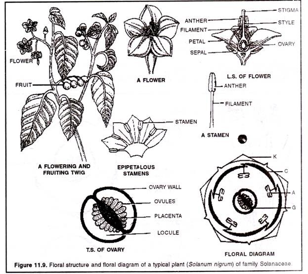 Solanaceae Family Description Biology HSEB Notes Plus two HSEB