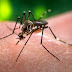Itabuna: Prefeitura decreta situação de emergência por risco de epidemia de dengue