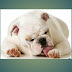 Dog Allergies :Symptom and causes