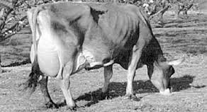 Vaca flaca Vaca lechera flaca