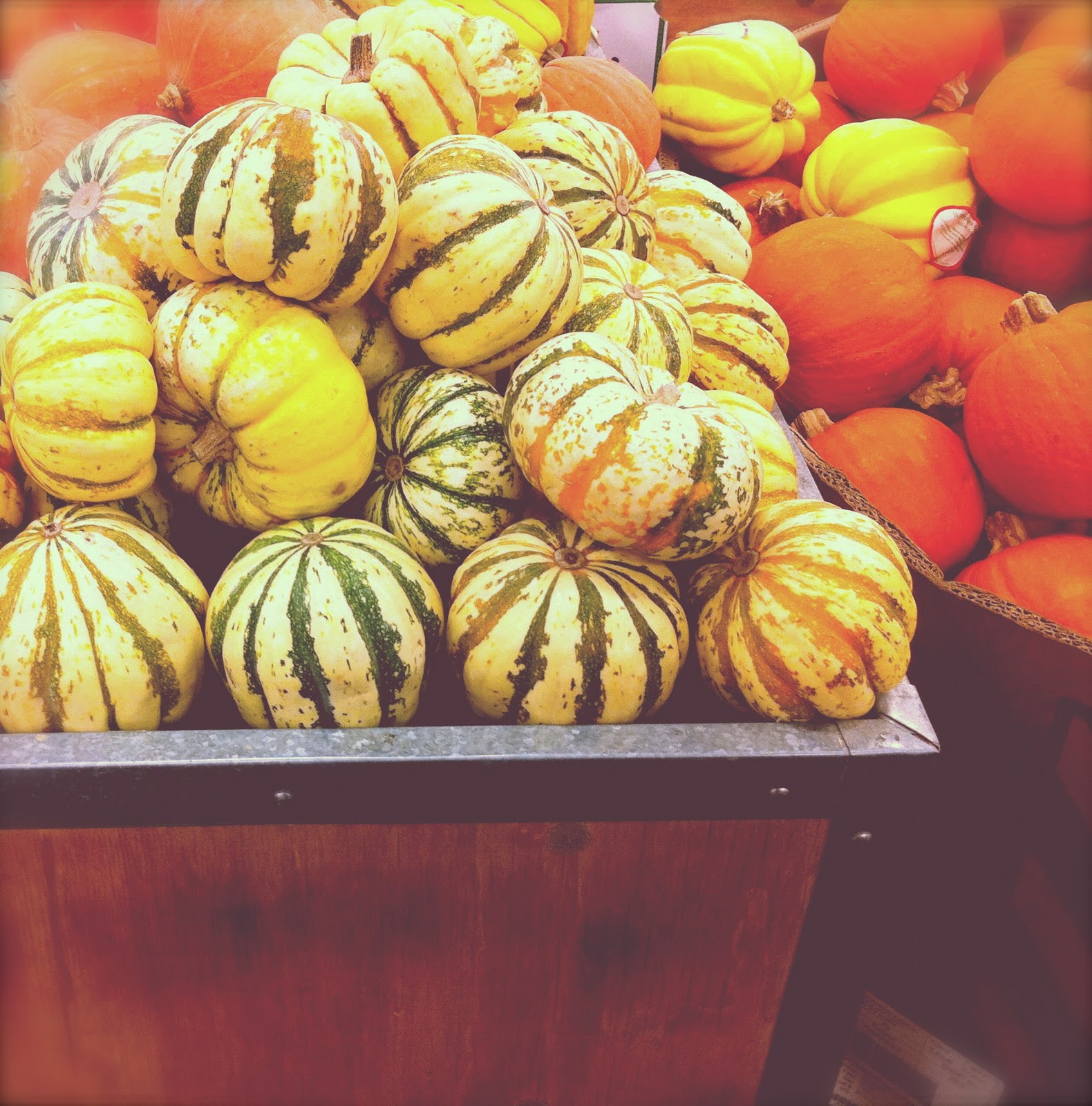one photo a day one year: day 85, multi-colored pumpkins