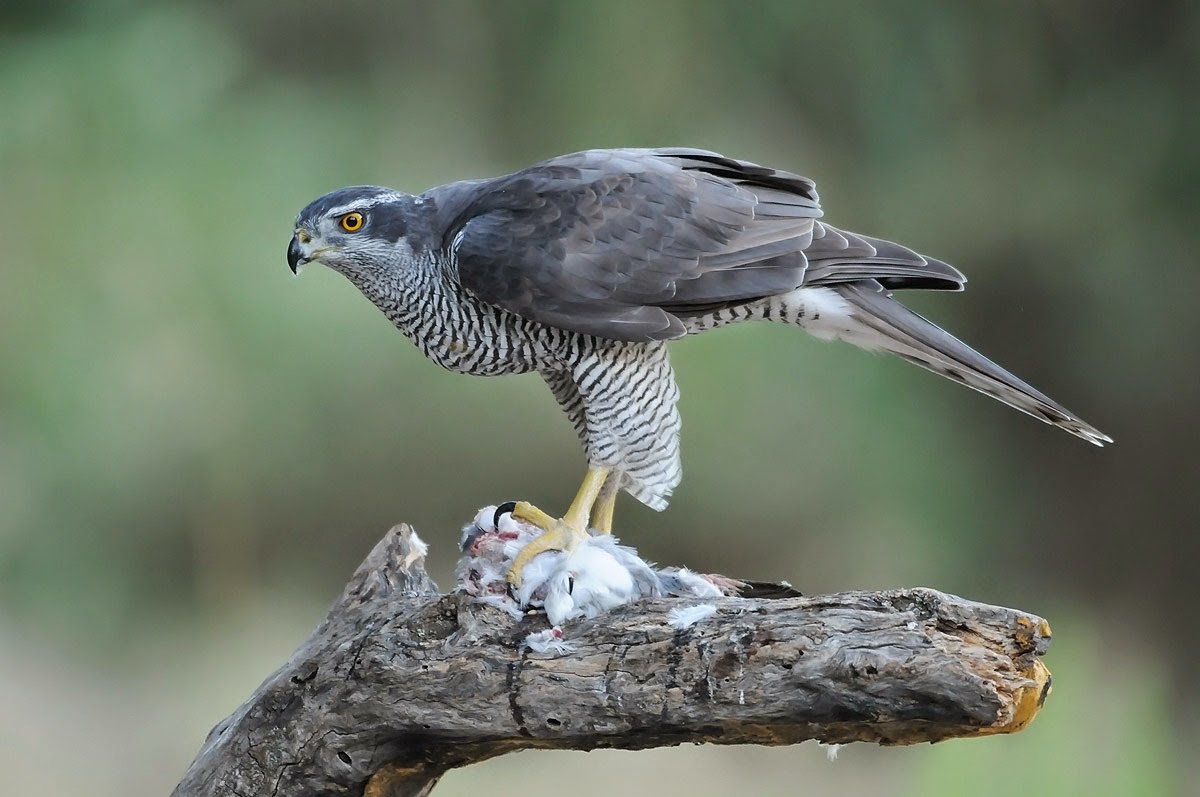 Cetrería Tipos de ave que se usan en la cetrería