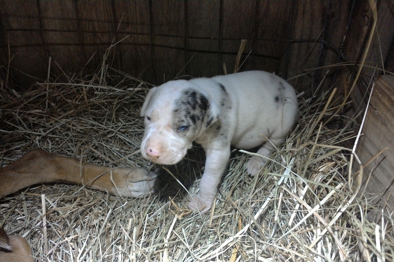 Catahoula Puppies Catahoula Puppies For Sale born 11/22/2016