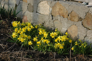 Tête-à-tête daffodils