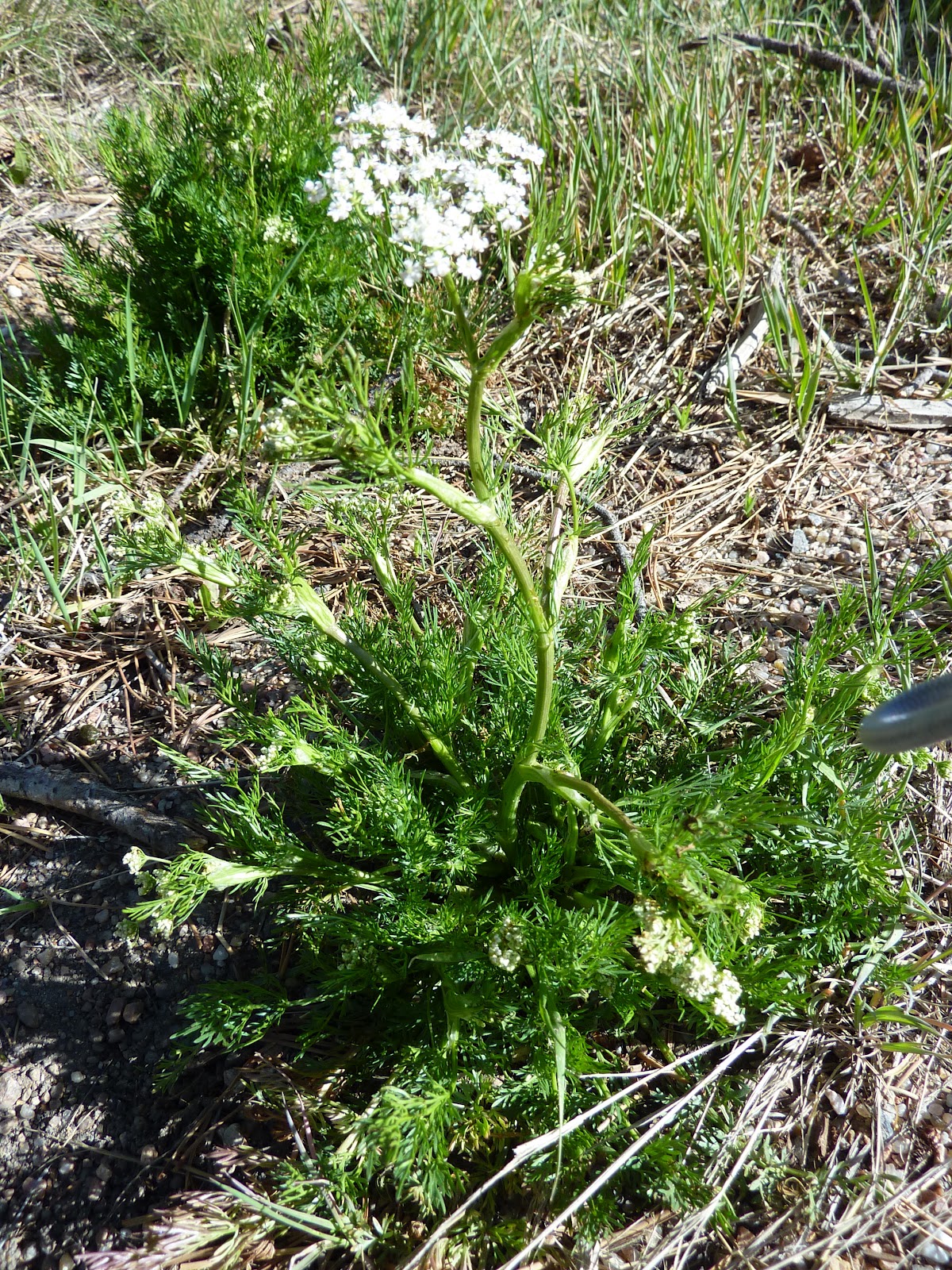Colorado Mountain Gardener Watch out for Wild Caraway