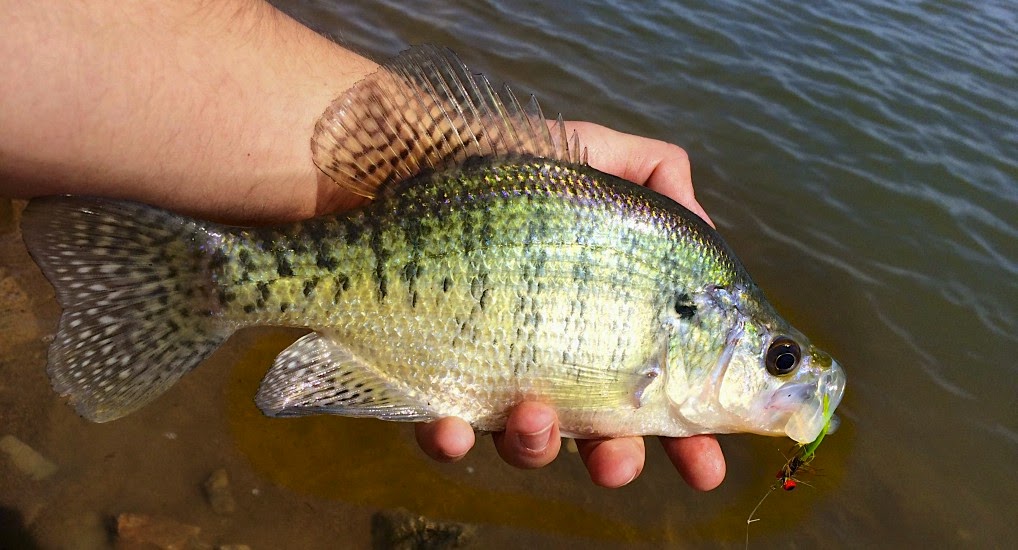 The Rogue Outdoors Clinton Lake Crappie